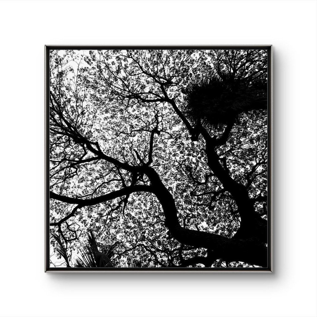 Tree Canopy Studies Enter the Collection